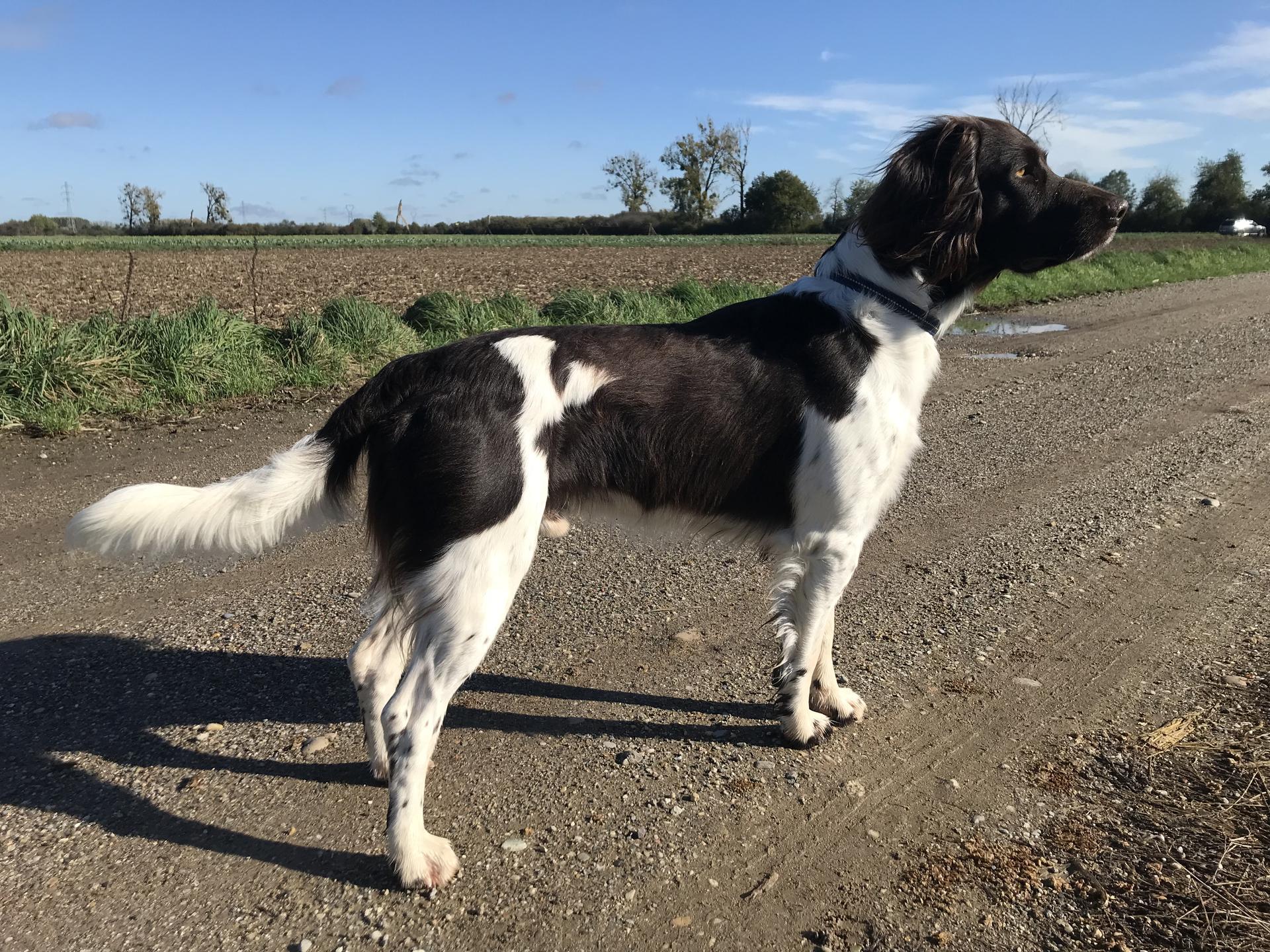 Photo de RAÏKO DE LA CIERNA ZVIERA
