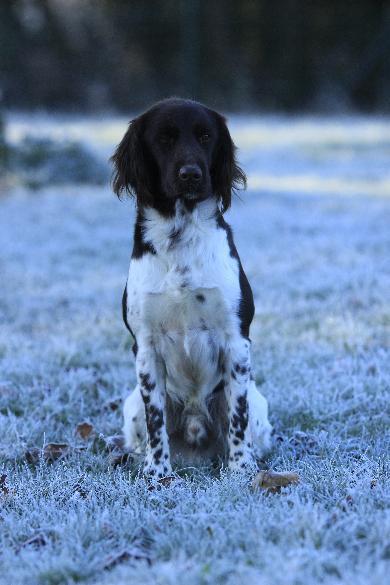 Photo de TONKA VOM HUNDEGELAUT
