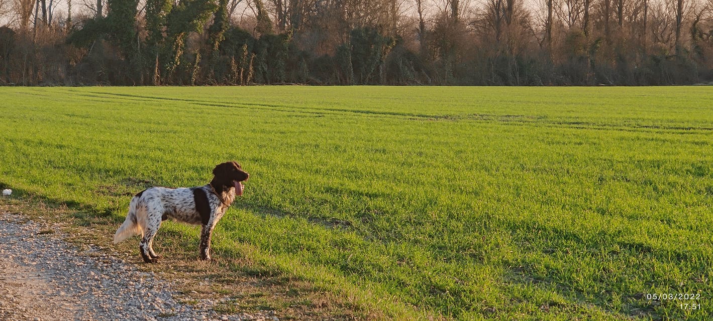 Photo de PACO DE LA RANCHE DU CHENE