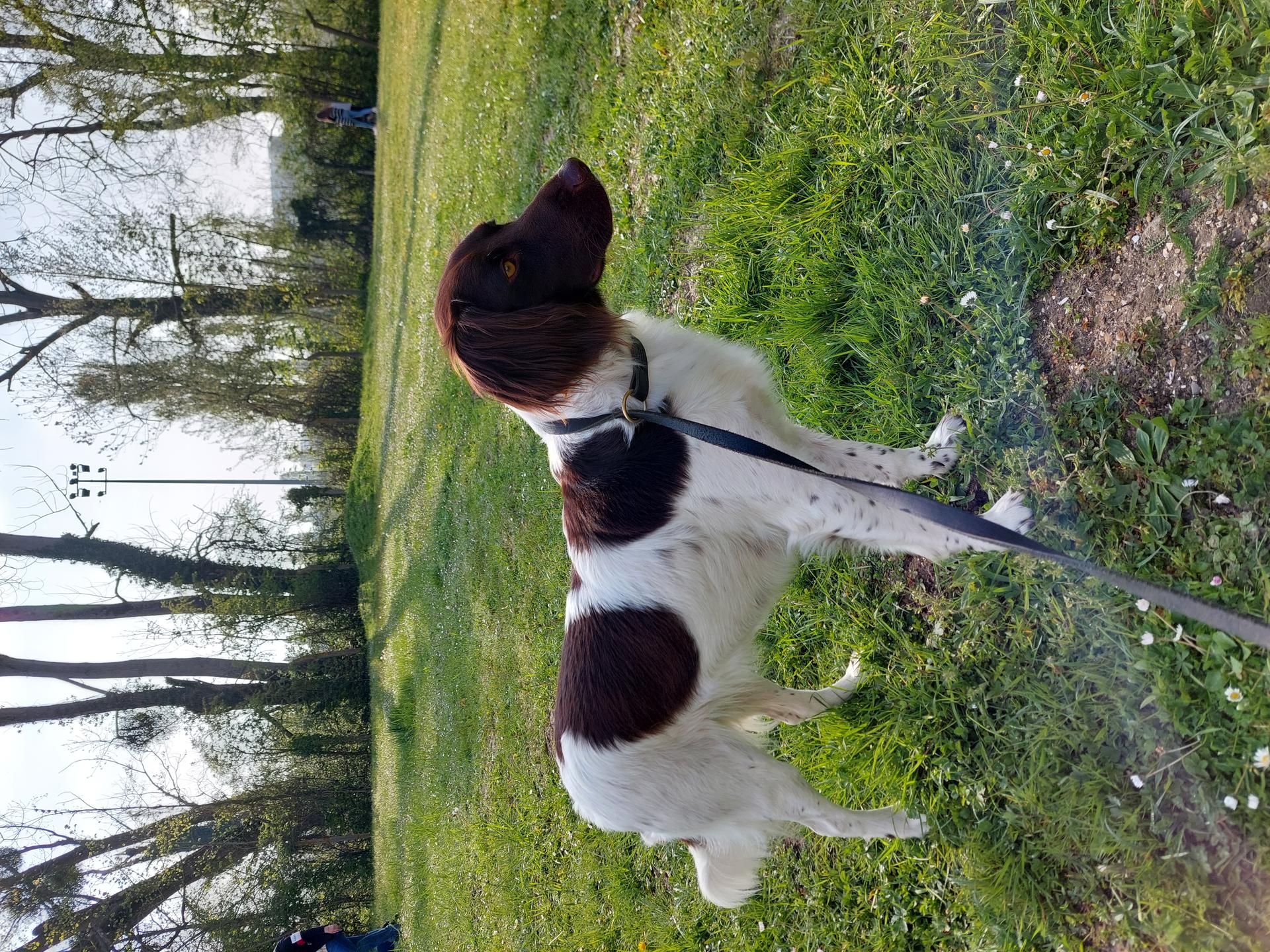 Photo de SISKA VOM FEDER MALER