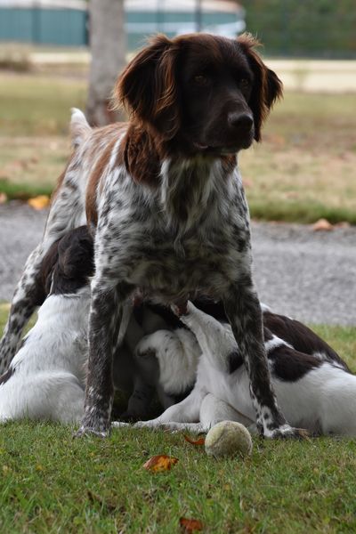 Photo de PATTY  dite Praline DES ETOILES DE WOODCOCK