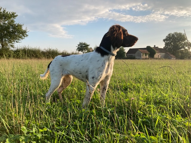 Photo de REIKA DE LA RANCHE DU CHENE