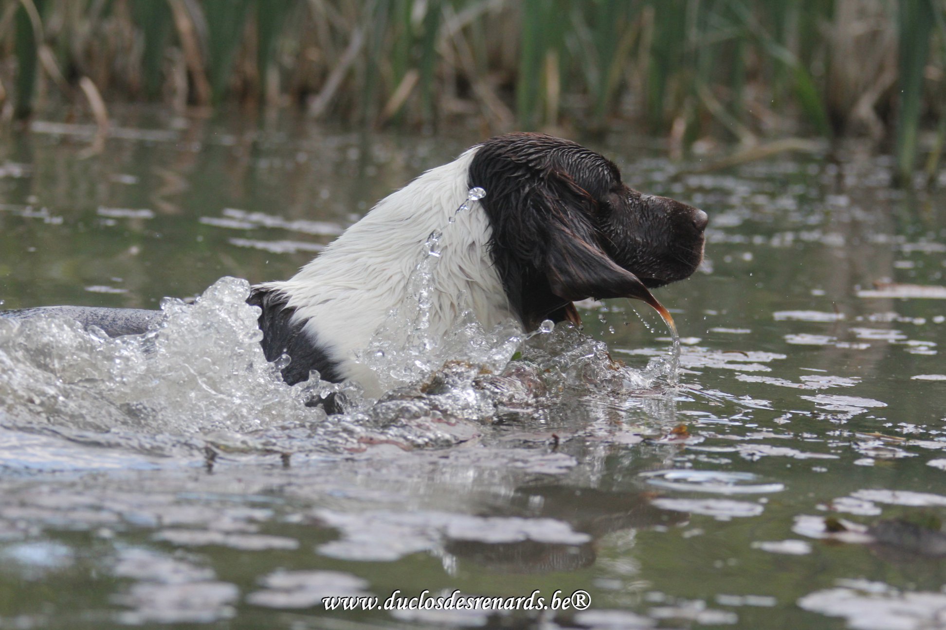 Photo de NEMROD De Wacourt