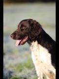 Photo de TONKA VOM HUNDEGELAUT