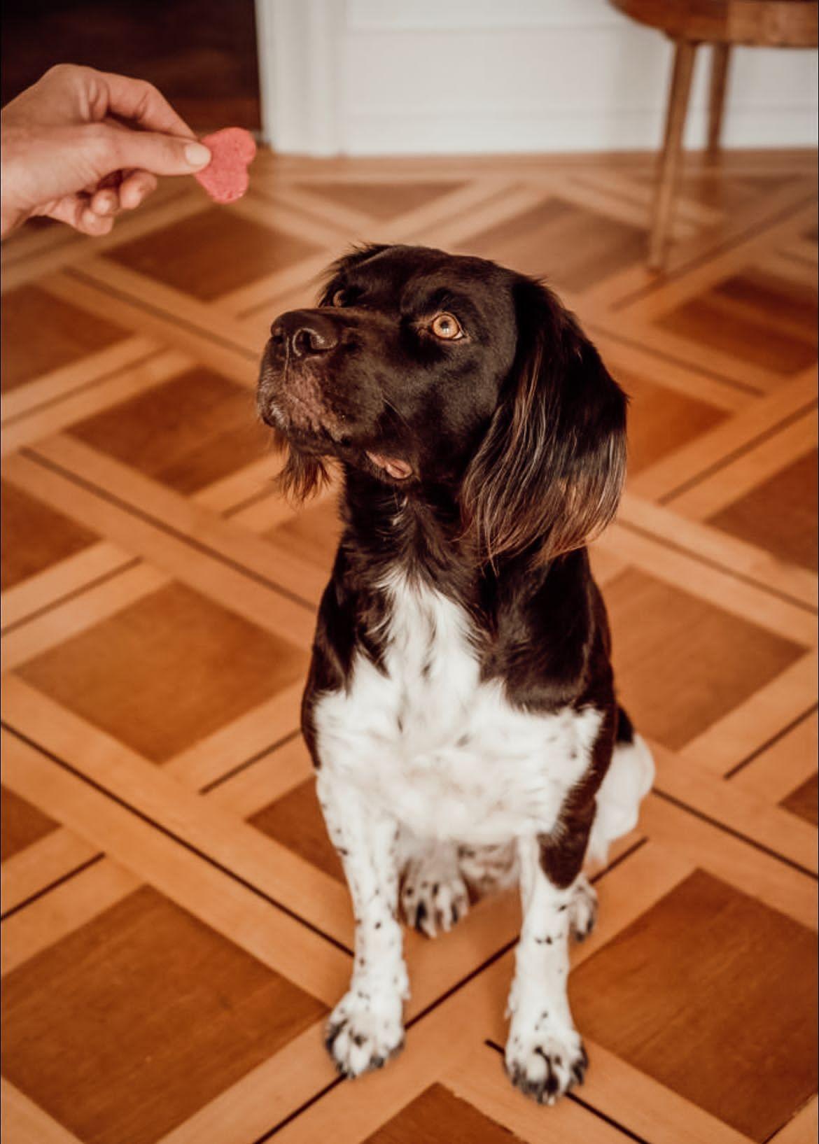 Photo de ROMEO DE LA CROIX DE MALVAN