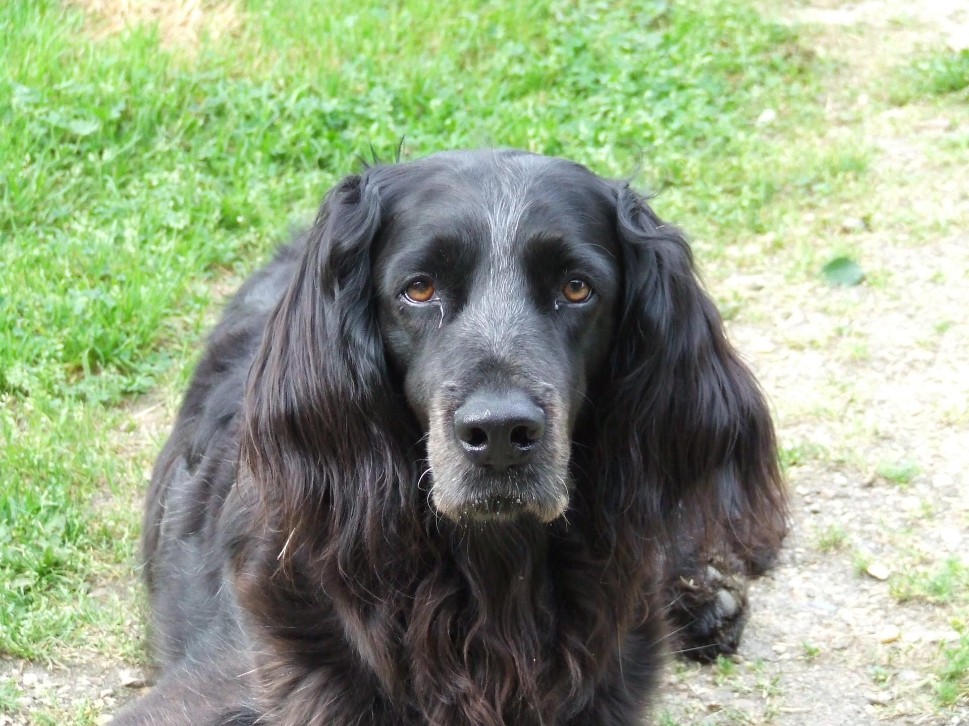 Photo de DAPHNE AUREUS 