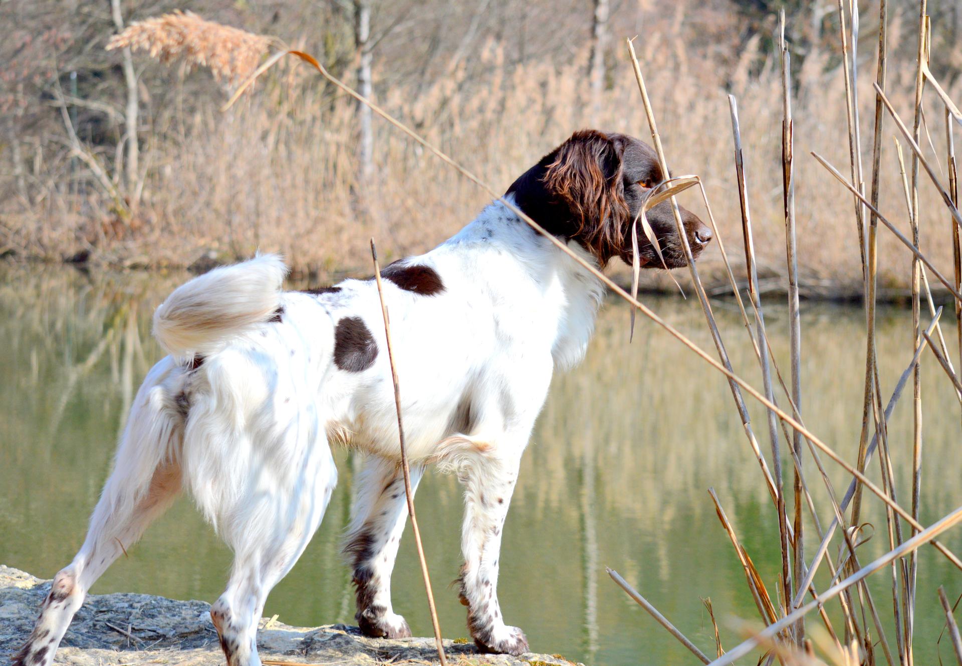 Photo de SAKO Du Phoenix Ardent