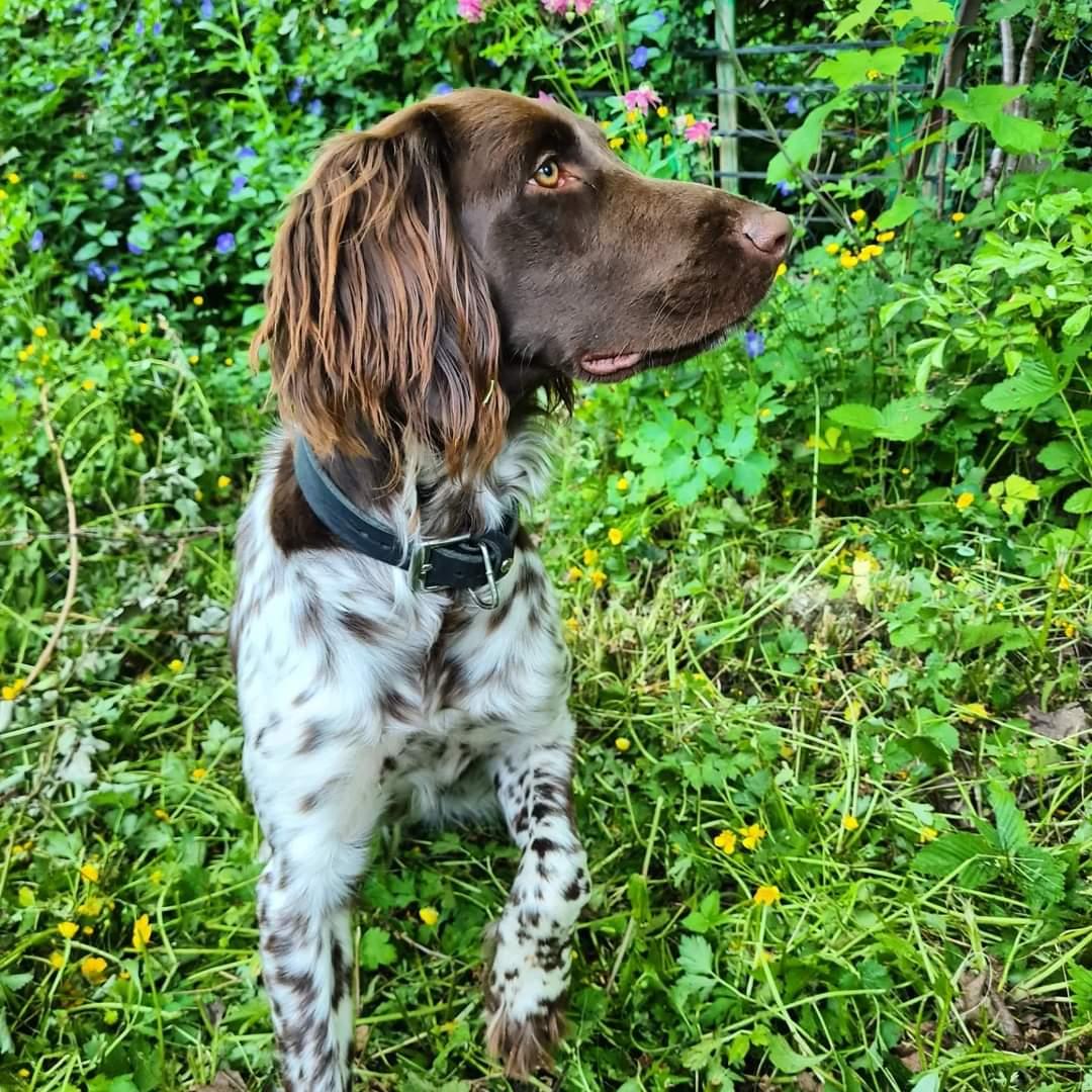 Photo de SIANA DU BOIS DE VIZY