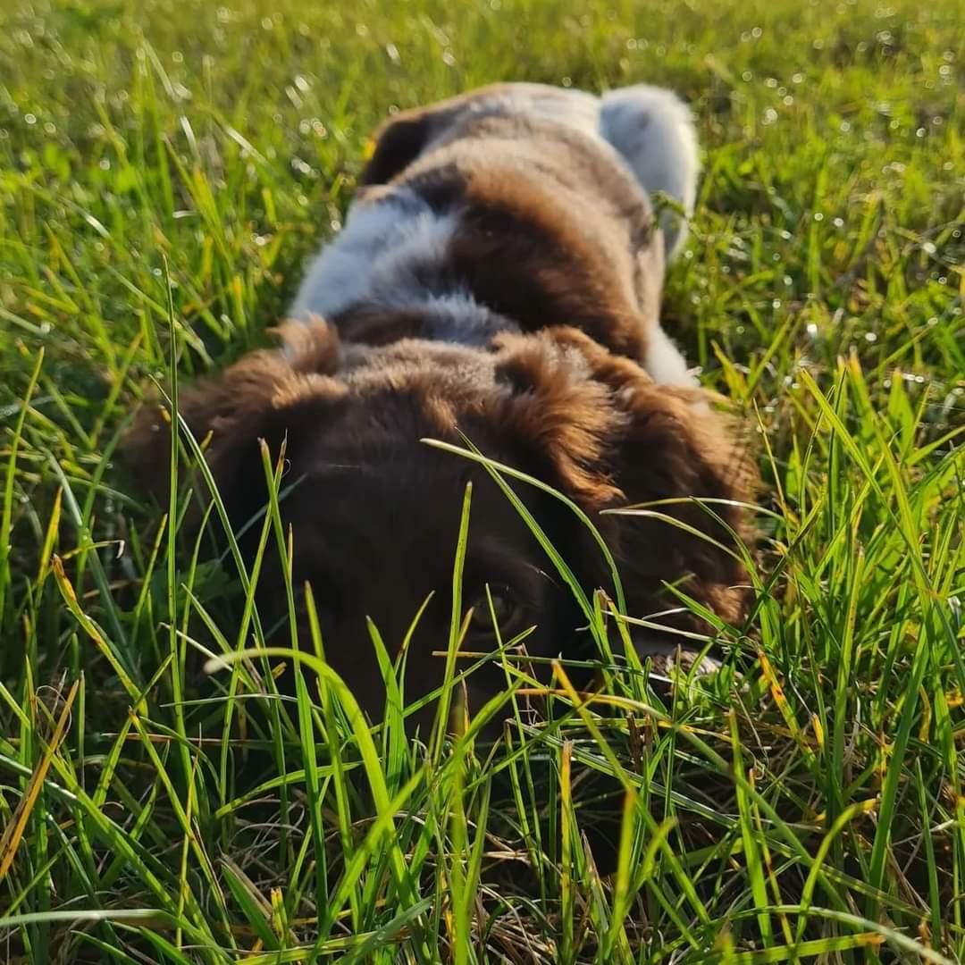 Photo de SIANA DU BOIS DE VIZY