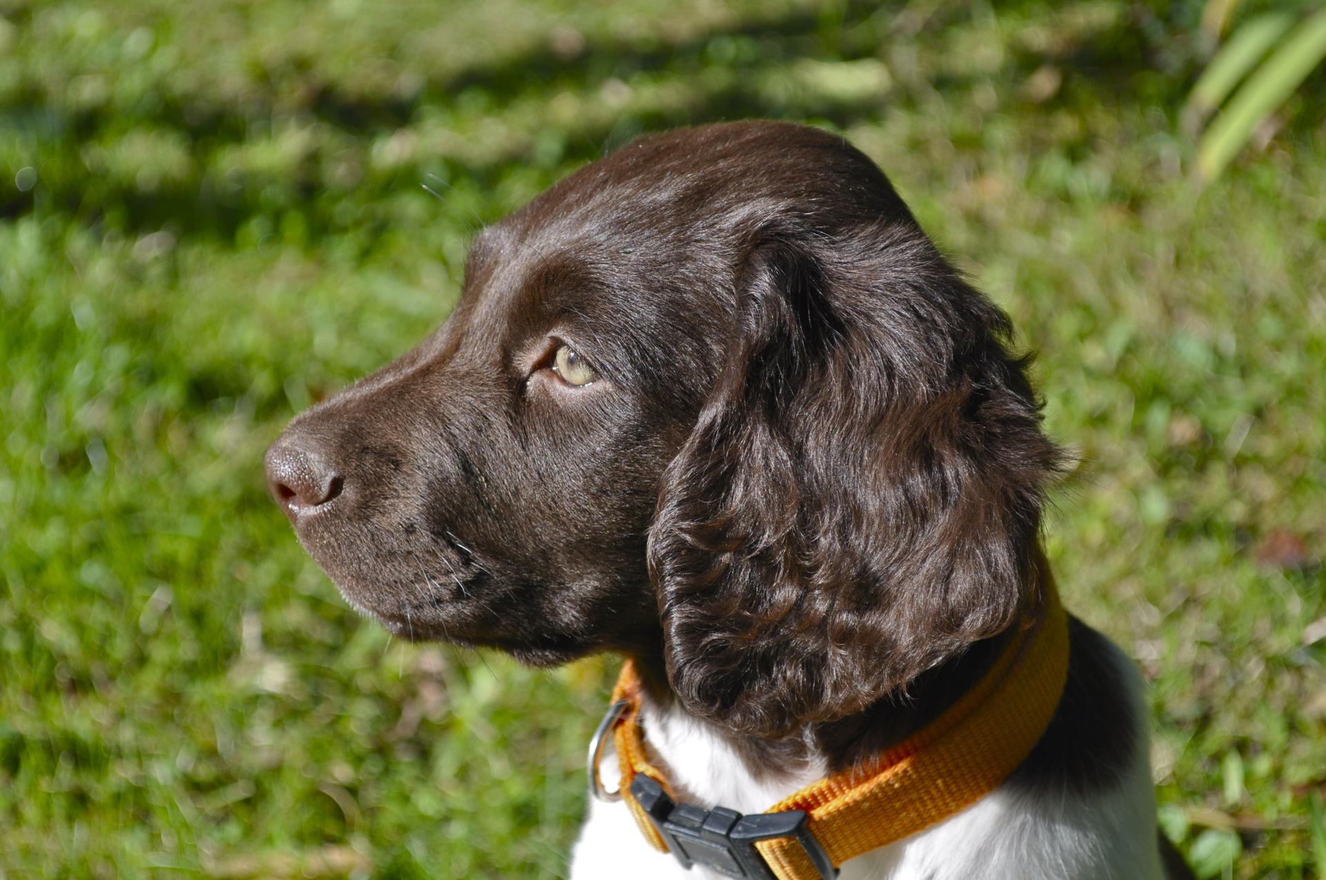 Photo de JOLIE HERZI DU MAS DE L'ORACLE