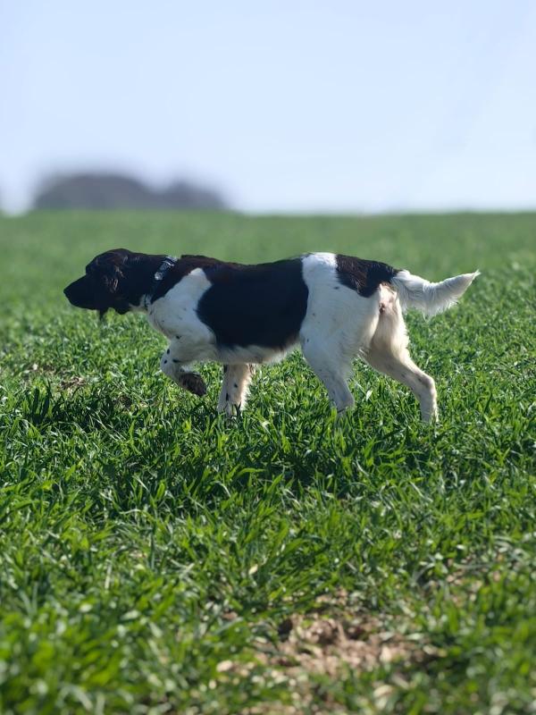 Photo de RINSSETTE DU DOMAINE D'AIDEN