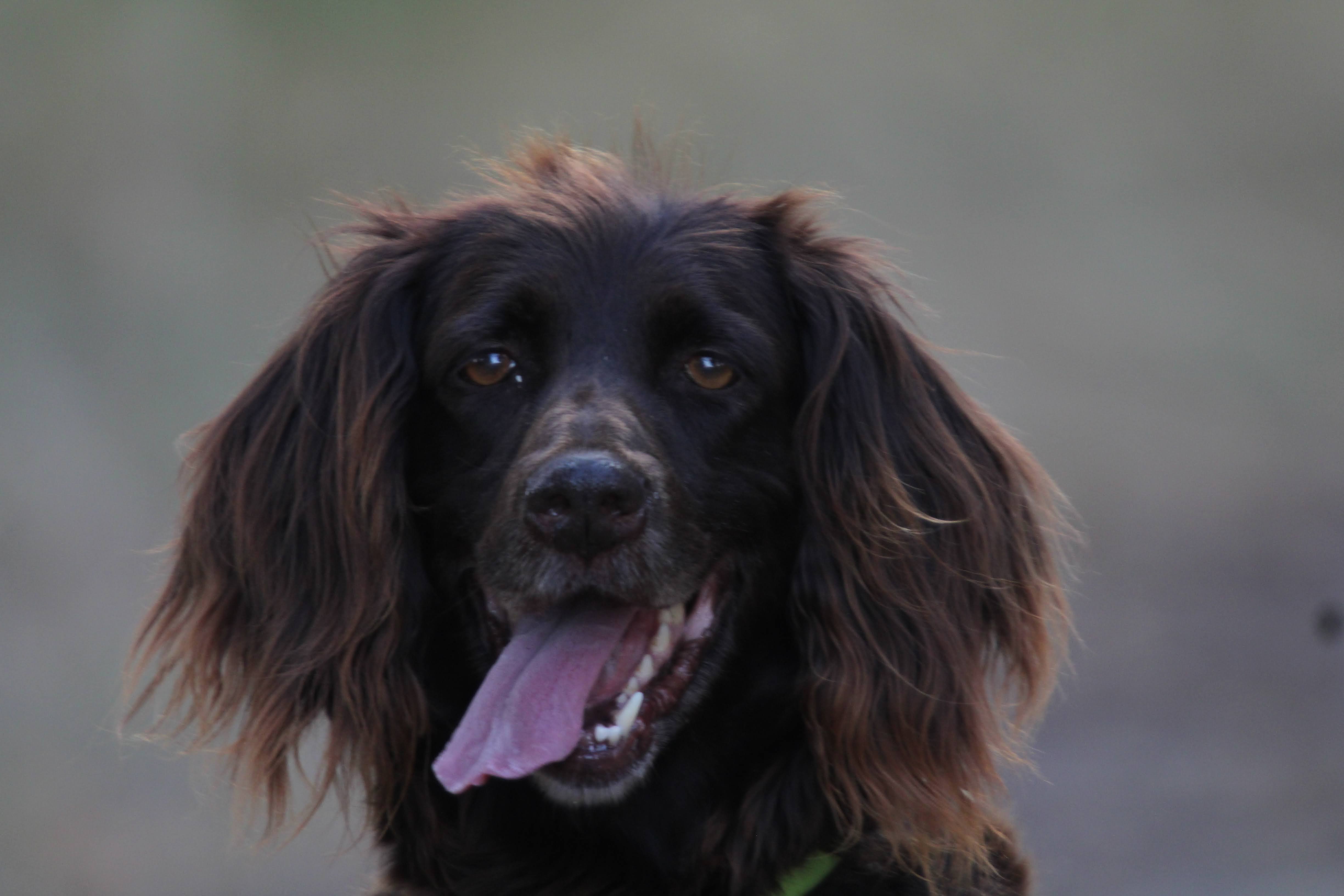 Photo de PEPITE VOM HUNDEGELAUT