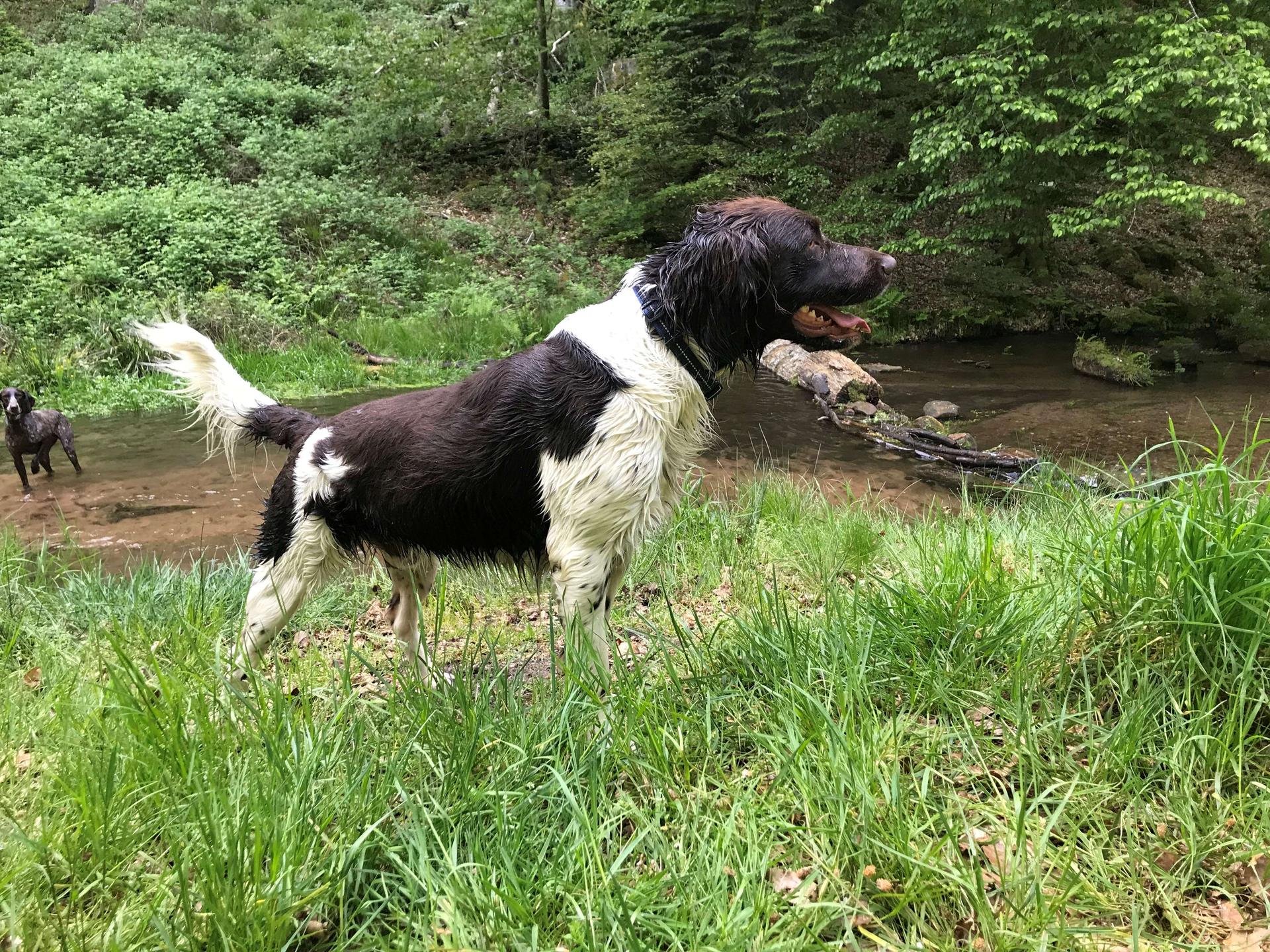 Photo de RAÏKO DE LA CIERNA ZVIERA