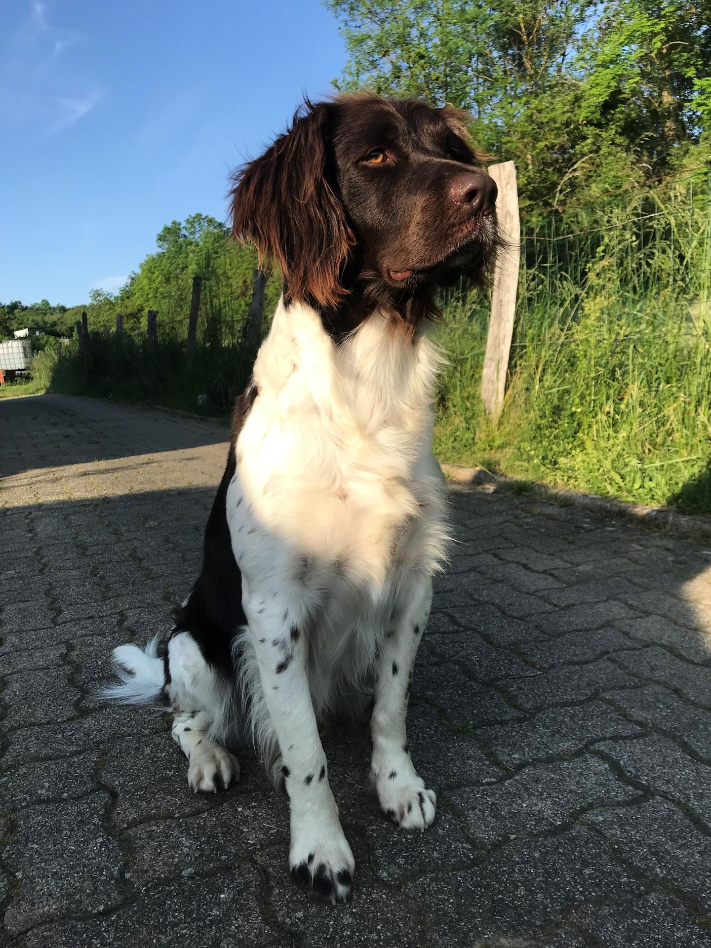 Photo de RAÏKO DE LA CIERNA ZVIERA