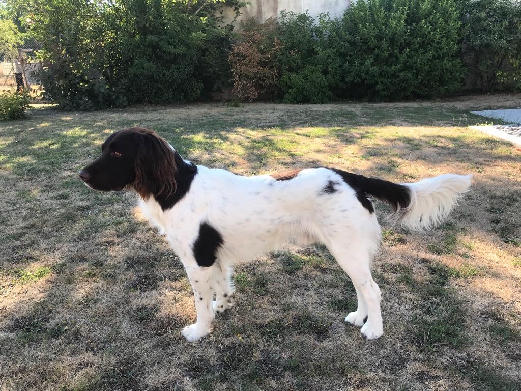 Photo de NOBEL VOM HUNDEGELAUT