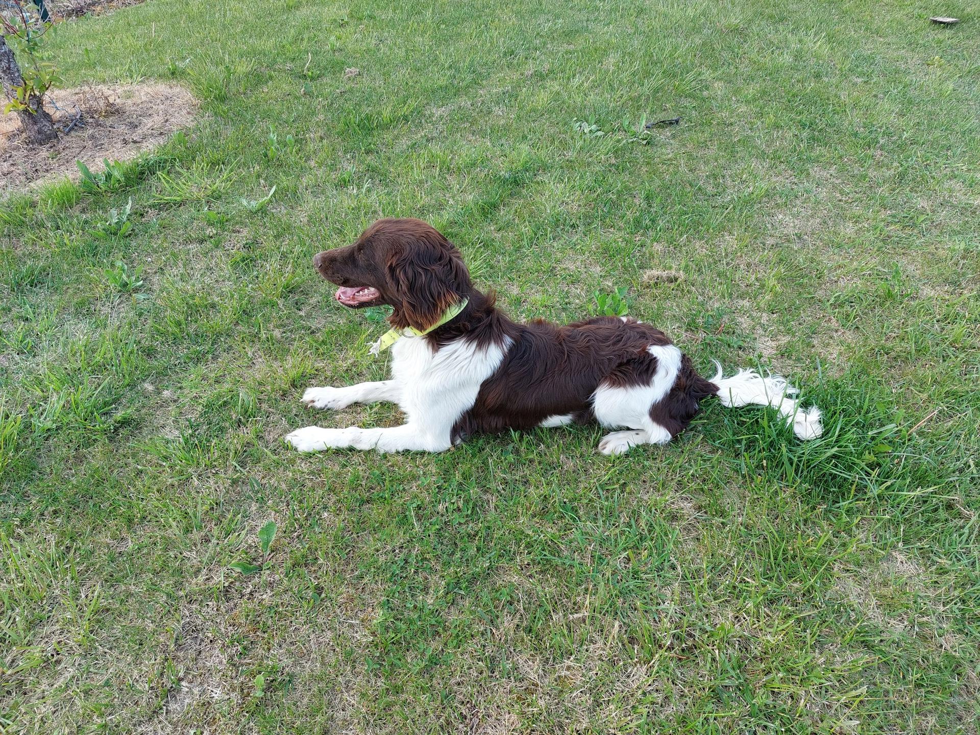 Photo de FALCO Vom Oberen Donautal 