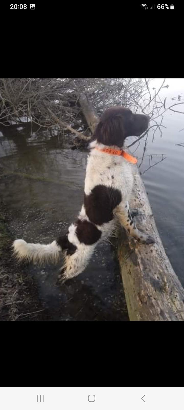 Photo de STELLA VOM HUNDEGELAUT