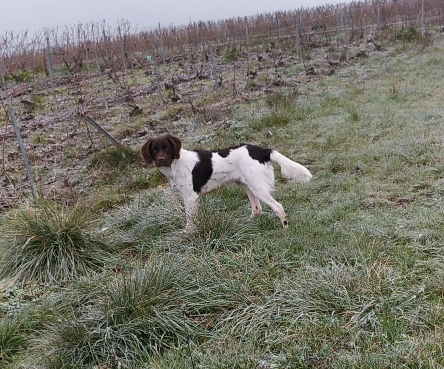 Photo de TASKO DU MARAIS MONTCHEVILLON
