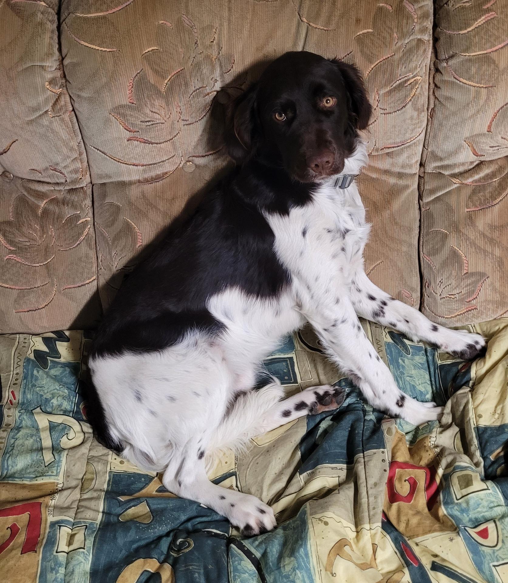 Photo de TASKO DU MARAIS MONTCHEVILLON