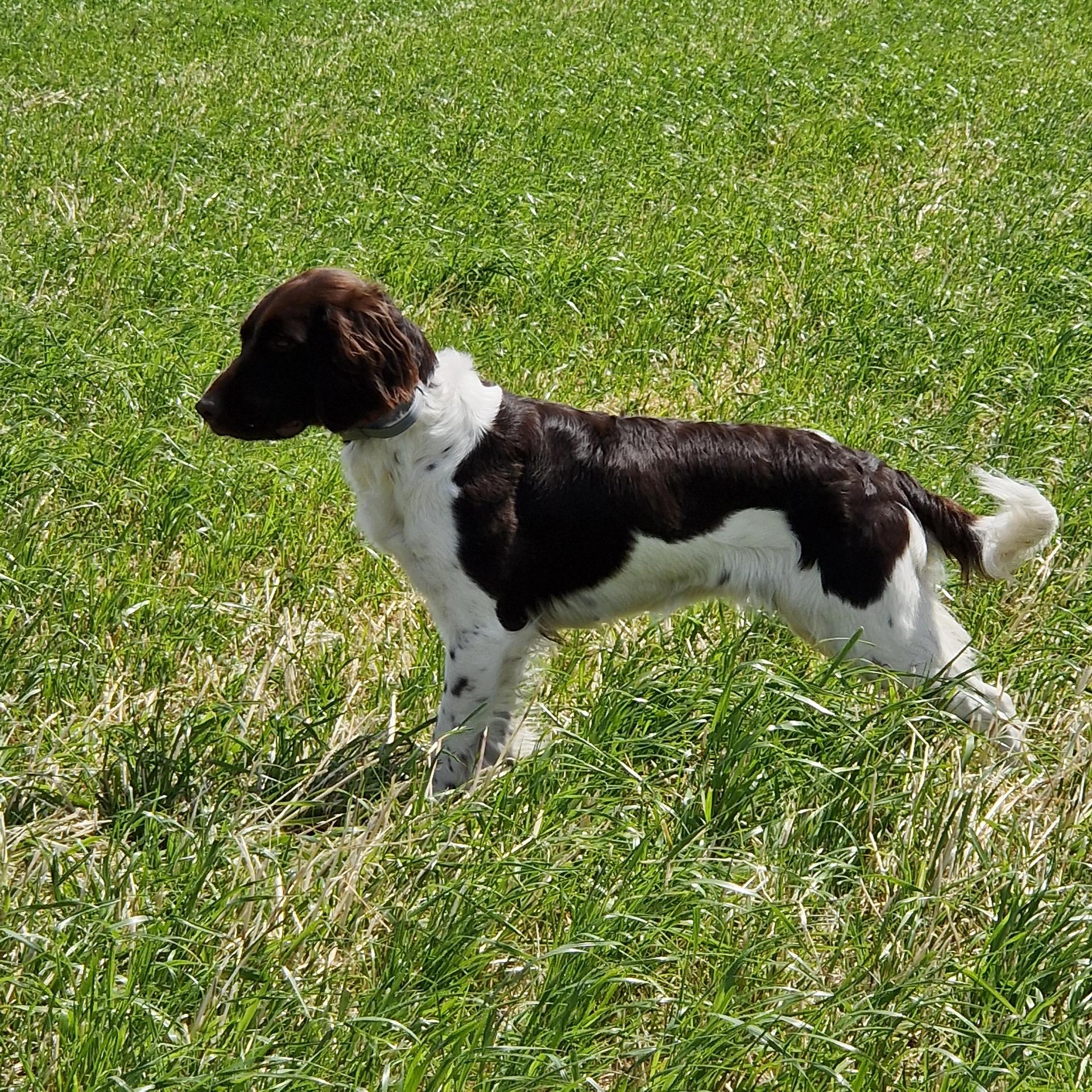 Photo de VANILLE  Du Clos des Renards 