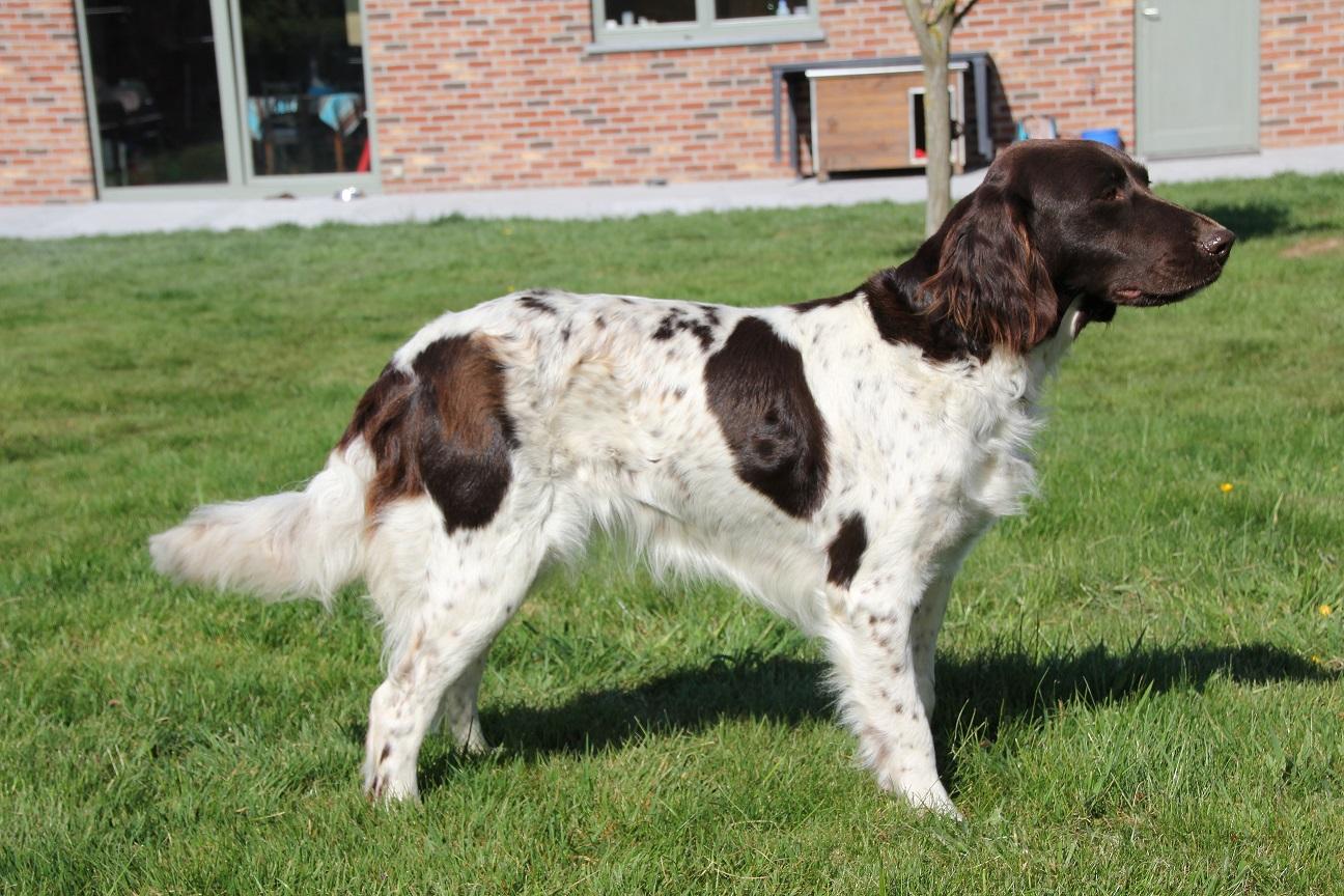 Photo de LAIKA VOM HEXENKUPPEN