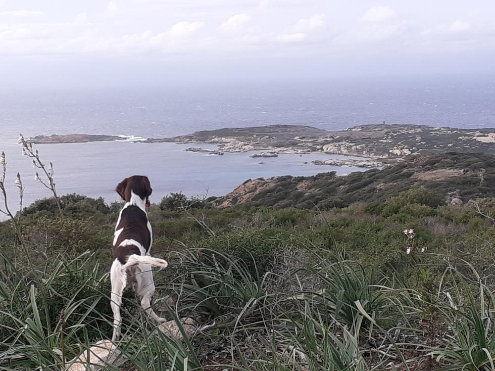 Photo de TAM DU MAS DES BILLAUDES
