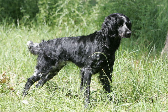 Grand Münsterländer