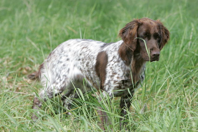 Petit Münsterländer