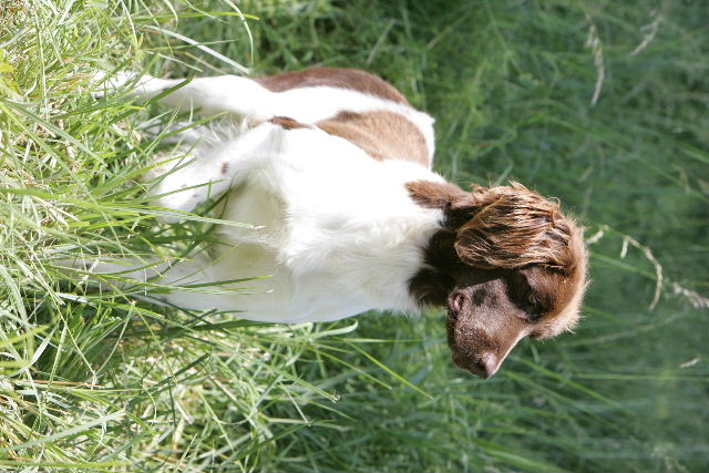 Petit Münsterländer