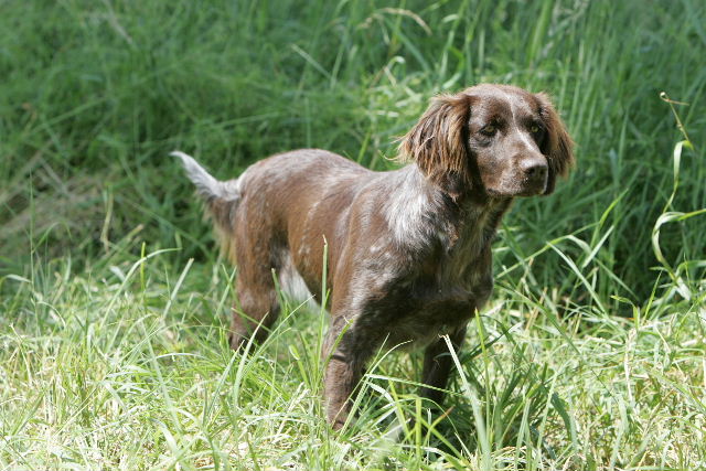 Petit Münsterländer