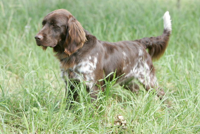 Petit Münsterländer